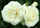 White Rose Astrid