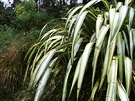 Winter Cream Phormium