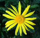 Winter Daisy Yellow