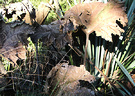 Winter Dead Gunnera