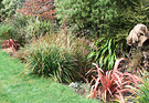 Winter Phormiums Red