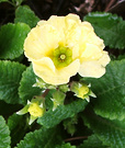 Winter Primrose