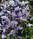 Wisteria Late Spring