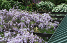 Wisteria Roof
