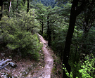 Wooded Gully