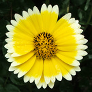Yellow Annual Flower