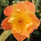 Yellow Apricot Rose