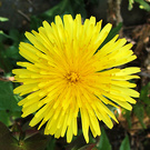 Yellow Dandelion