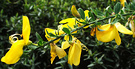 Yellow Flower Broom