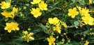 Yellow Flower Shrub