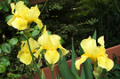 Yellow Iris Flowering