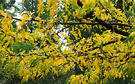 Yellow Leaves Tree