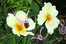 Yellow Roses Lavender