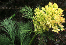 Acaphylla Flower Not Spiky