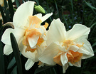 Apricot Creamy Daffodils
