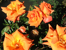 Apricot Sunny Roses