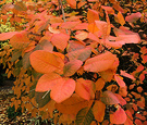 Autumn Cotinus Coloured