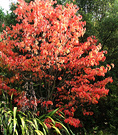 Beautiful Dogwood Red