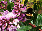 Bee Hebe Flowery