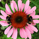 Bees Echinaceas