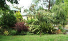 Berberis Shrub Phormium