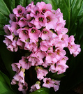 Bergenias Flowering