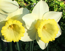 Big Daffodil Two