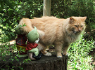Big Gnomes Cat