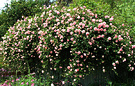 Big Pink Ramblerrose