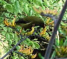 Bird Drinking Bell