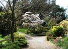 Blossom Drive Plum