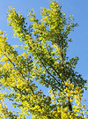 Blue Sky Ginko