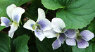 Blur White Violets