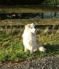 Bored Dog Winter