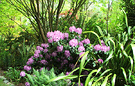 Brave Late Rhododendron