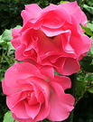 Bright Pinkrose Standard