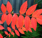 Bright Sorbus Leaves