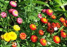 Bright Strawflowers