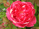 Britten Rose
