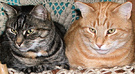 Bro Sis Cats