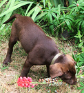 Brown Puppy