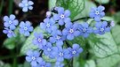 Brunnera Blue Flowery