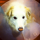 Bucket Dog