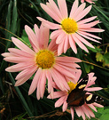 Butterfly Mums