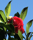 Camellia Blue Sky
