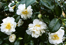 Camellias Going Brown