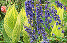 Canna Delphinium Flowers
