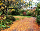 Carpet Autumn Leaf