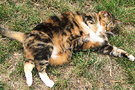 Cat Big Belly