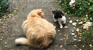 Cat Black Kitten